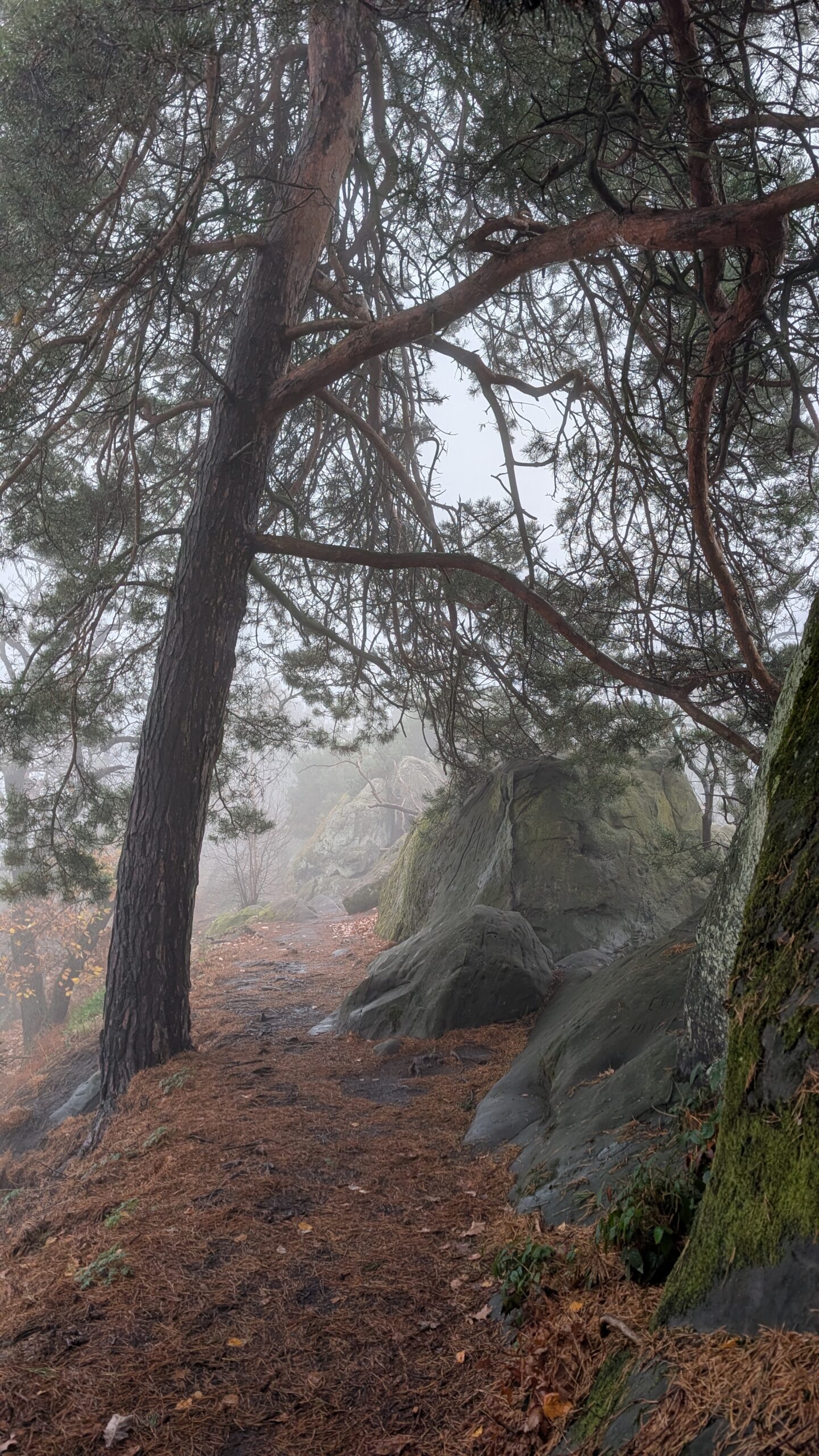 Erlebe die Teufelsmauer im Harz und fühle deinen Ursprung – Bild 18
