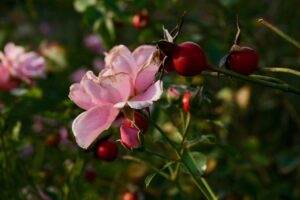 rose-3806703_1280