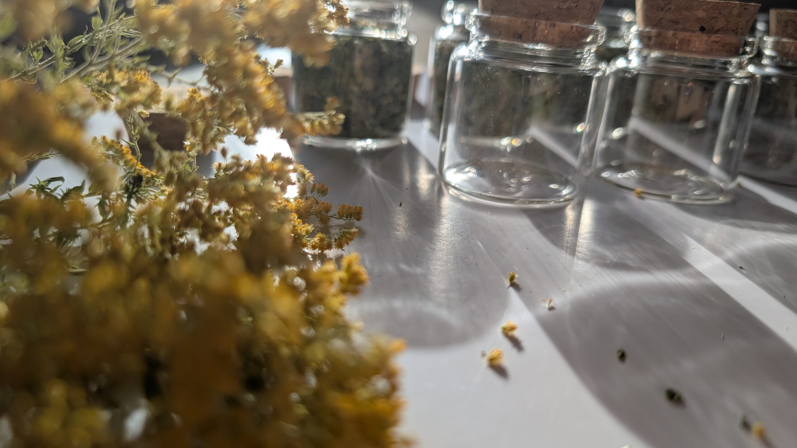 Sacred Transformation Räuchermischung – Bild 3